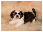 SHIH-TZU Welpen