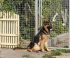 Schäferhund Hündinn 14 Monate alt nach Top Verbindung/Schönheit UND Leistung