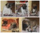 6 französische Bulldoggen Welpen suchen ihren Menschen ...