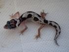 Verschiedene Leopardgeckos abzugeben