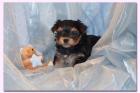 Bezaubernde Yorkshire Terrier Welpen suchen...... 