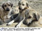 Kangal-Mix Rüde   Garip   kostenlos an tierliebe Menschen abzugeben