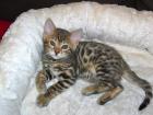 Bengalkitten black tabby rosetted abzugeben