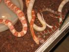 3 Kornnattern, Snow, Red Albino, Nominat, mit Terrarium