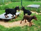 Schöne reinrassige Dobermannwelpen mit Papieren...