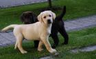 Labrador Welpen braun und choco zu verkaufen