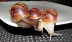 Achatschnecken - Achatina Fulica und Achatina Fulica White Jade