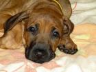 Rhodesian Ridgeback Welpe(Hündin)9 Wochen alt ab sofort abzugeben