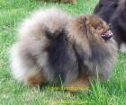 Zwerspitz - Pomeranian Welpen mit Stammbaum