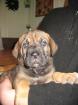 Antikdogge / Dogge Mix Welpen