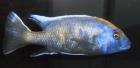 Nimbochromis Venustus