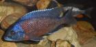 Copadichromis borleyi Kadango Red Fin