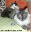 Enya und Elvis suchen noch ein liebevolles Zuhause