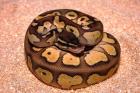 Python regius Nachzuchten Butter Pastel,Lesserbee,Pastel,Lesser,Yellowbelly,Spid