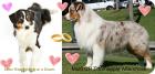 Wir erwarten AUstralian Shepherd Welpen