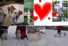 American bulldog , 2 Rassehunde Welpen, sofort abzugeben