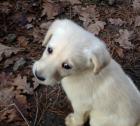 Doodle Welpen, Weiße Labradoodle, TOP Familienhunde zu vergeben