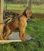 Rhodesian Ridgeback Welpen von Chimbala von Geiger s Ridgeback