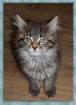 3 tolle Maine Coon Kitten