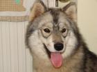 Siberian-Husky-Welpen aus VDH/FCI/DCNH-Zucht, C-Wurf geplant 