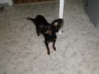 Russischer Toy Terrier sucht Freundin 