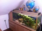Aquarium 240 L mit Unterschrank und jede Menge Zubehör günstig zu verkaufen