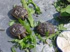 Griechische Landschildkröten Thh