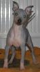 American Hairless Terrier Welpen