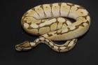 Python regius Butterpastel,Lesser,Lesserbee,Spider,Pastel