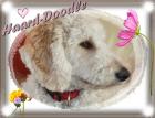 WURFPLANUNG Sommer2021 Labradoodle / Goldendoodle