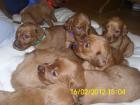 Irish Setter Welpen