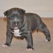  blaue Nase Pitbull Welpen