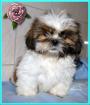 Shih Tzu vom Drachenberg