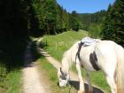 Wie ein eigenes Pony - Biete Reitbeteiligung