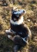 Australian Shepherd 15 Wochen alt aus Top Verpaarung