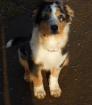 Australian Shepherd Welpen 15 Wochen alt