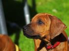 3 Rhodesian Ridgeback Welpen