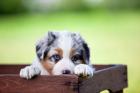 Australian Shepherd Welpen