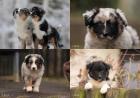 Australian Shepherd Welpen 