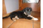 3 Jungs unserer Australian Shepherd  suchen noch ein neues Zuhause    