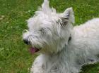 West Highland Terrier