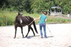 Blidhübsche,Paint Horse Stute