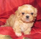 Shih Tzu Welpen original Paradiesgarten