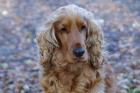 Cocker Spaniel ( Deckrüde)