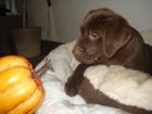 Wunderschöne chocolate Labrador Welpen abzugeben 