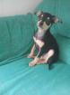 Pinscher Welpe