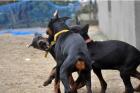 Schöne reinrassige Dobermannwelpen mit Papieren... suchen noch ein neues und lie