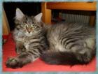 MAINE-COON-Mädchen,