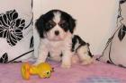 Cavalier King Charles spaniel mit FCI Papiere