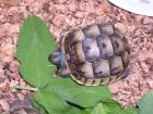 Maurische Landschildkröten zu verkaufen!